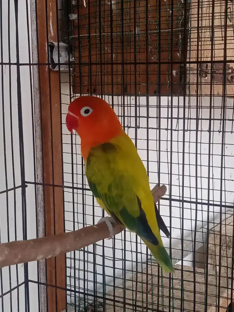 Biola Euwing Jantan Dewasa