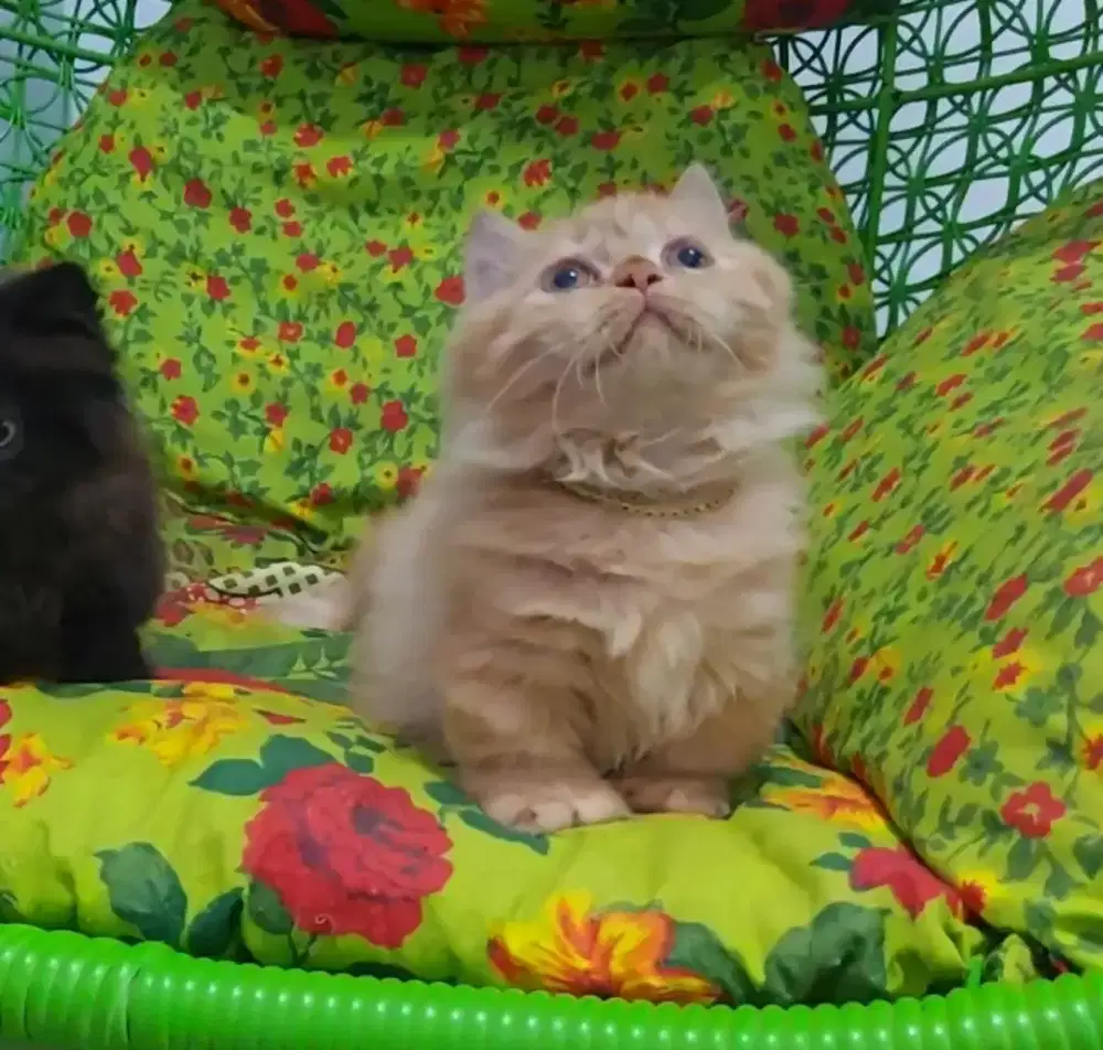 Munchkin Minuet BETINA OYEN