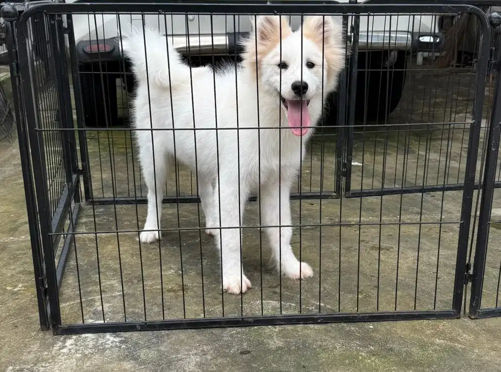 Samoyed betina murrrmerr