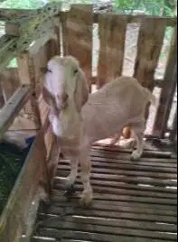 10 ekor kambing betina majir afkir 3-4 tahun 50-60kiloan superan puas