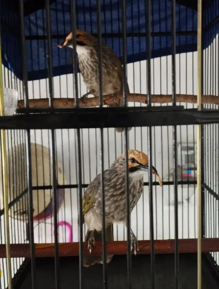 Cucak Rawa Cucak Rowo