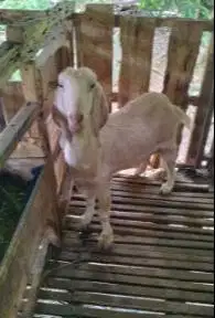 10 ekor kambing betina majir afkir 3-4 thn 50-60 kiloan ex kamper puas