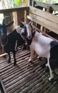 10 ekor kambing betina majir afkir 3-4 thn 50-60 kiloan ex kamper puas