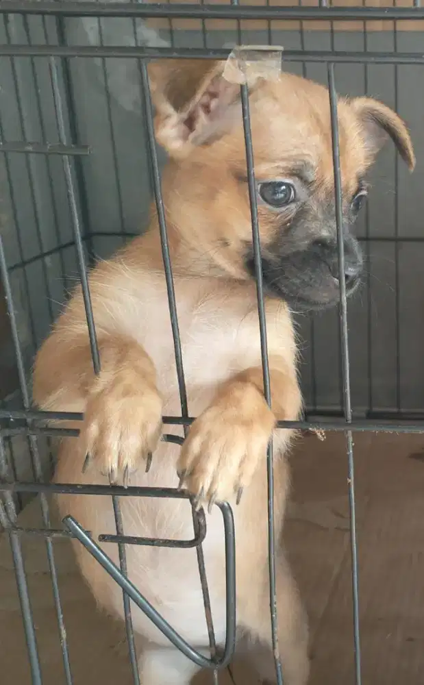 Cihuahua ras murni anakan