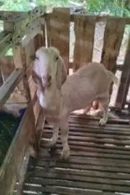 10 ekor kambing betina afkir majir 50-60 kiloan 3-4 thn ex kamper puas