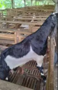 10 ekor kambing betina afkir majir 50-60 kiloan 3-4 thn ex kamper puas