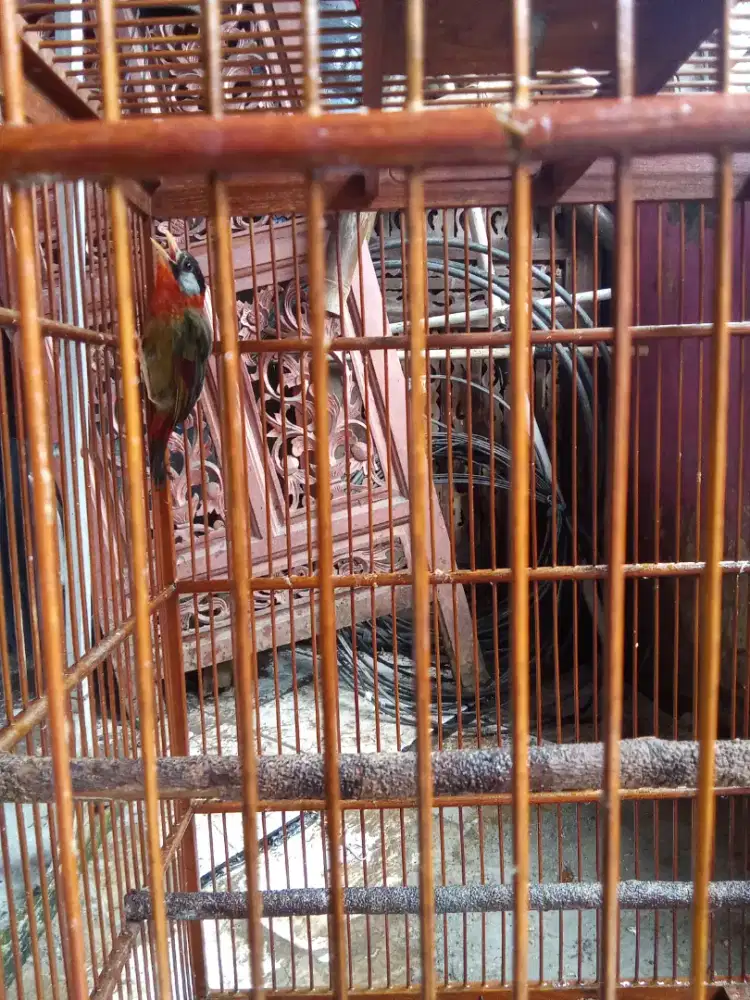 Burung pancawarna Bt cucak jenggot jawa