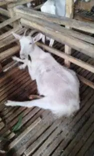 10 ekor kambing betina afkir majir ex kamper 50-60kilo 3-4 thn manteb