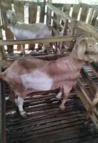 10 ekor kambing betina afkir 50-60 kiloan 3-4 thn super manteb rawatan