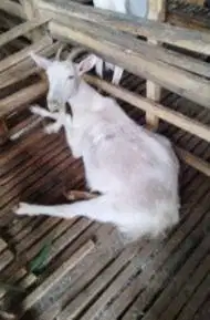 10 ekor kambing betina afkir 3-4 thn 50-60 kilo gemuk2 superan manteb