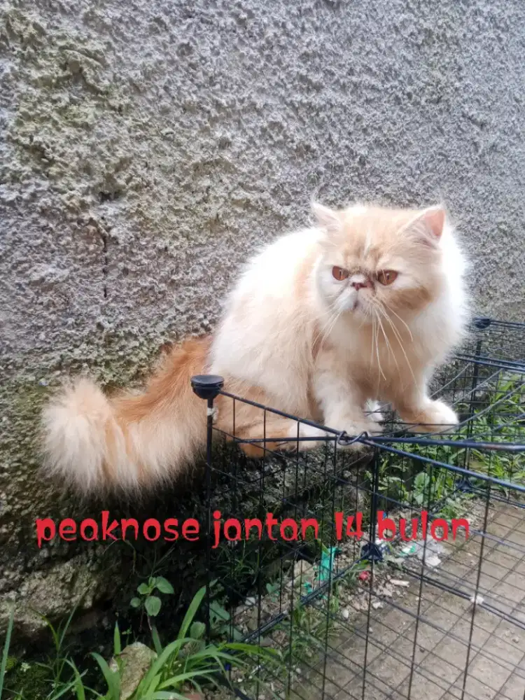 Kucing Persia peaknose