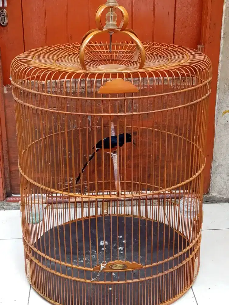 Murai pastol trah bahorok