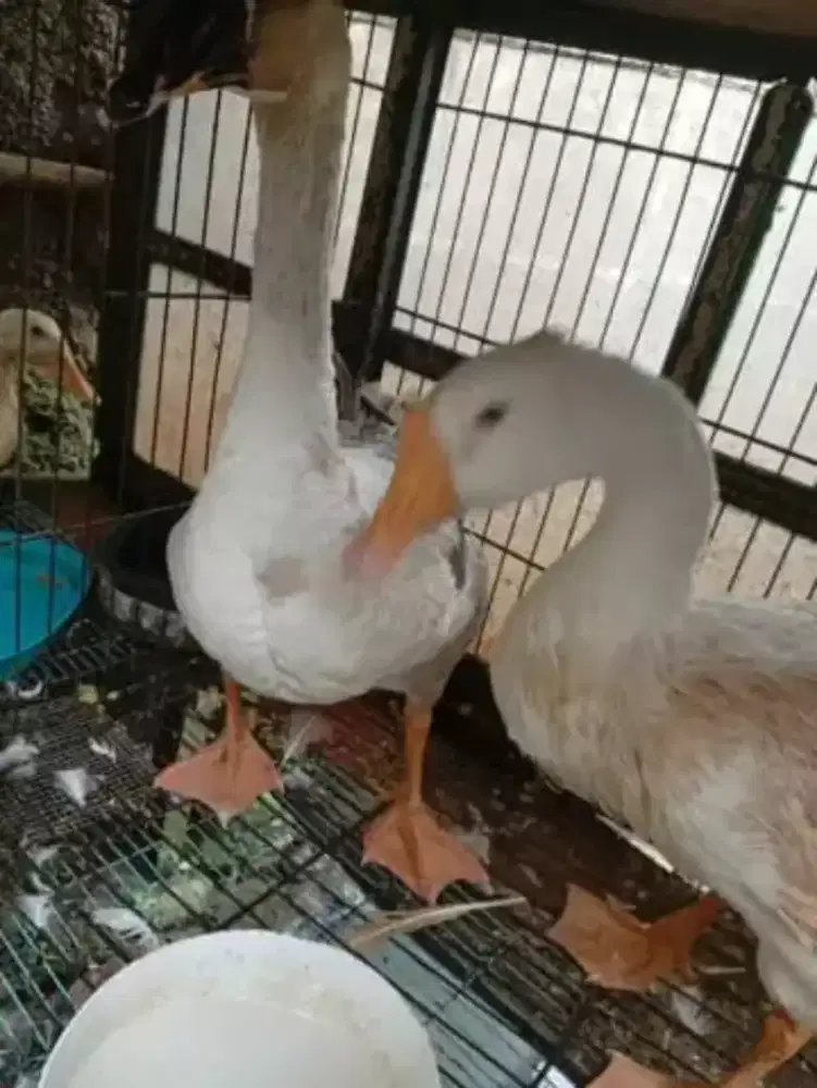 Jual paket lebaran..sepasang soang dan entog dewasa