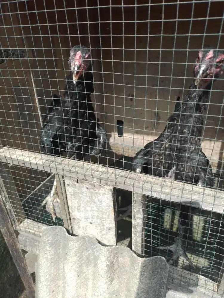 Ayam kampung asli / anak ayam kampung / bibit ayam kampung asli