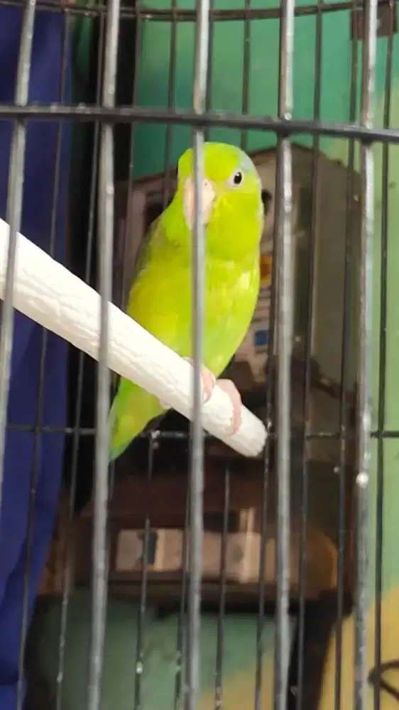 Forpus a.k.a Pasific parrotlet jantan
