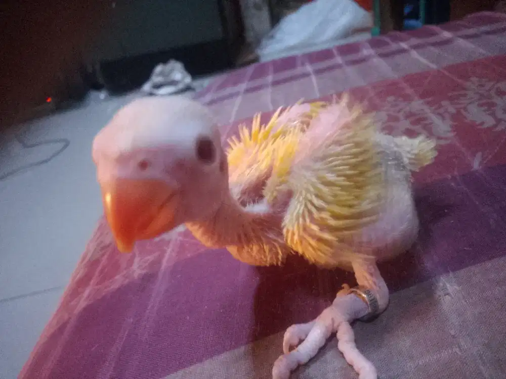 Baby Indian ringneck