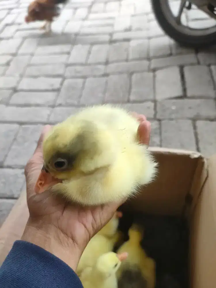 Anak angsa banggla 5