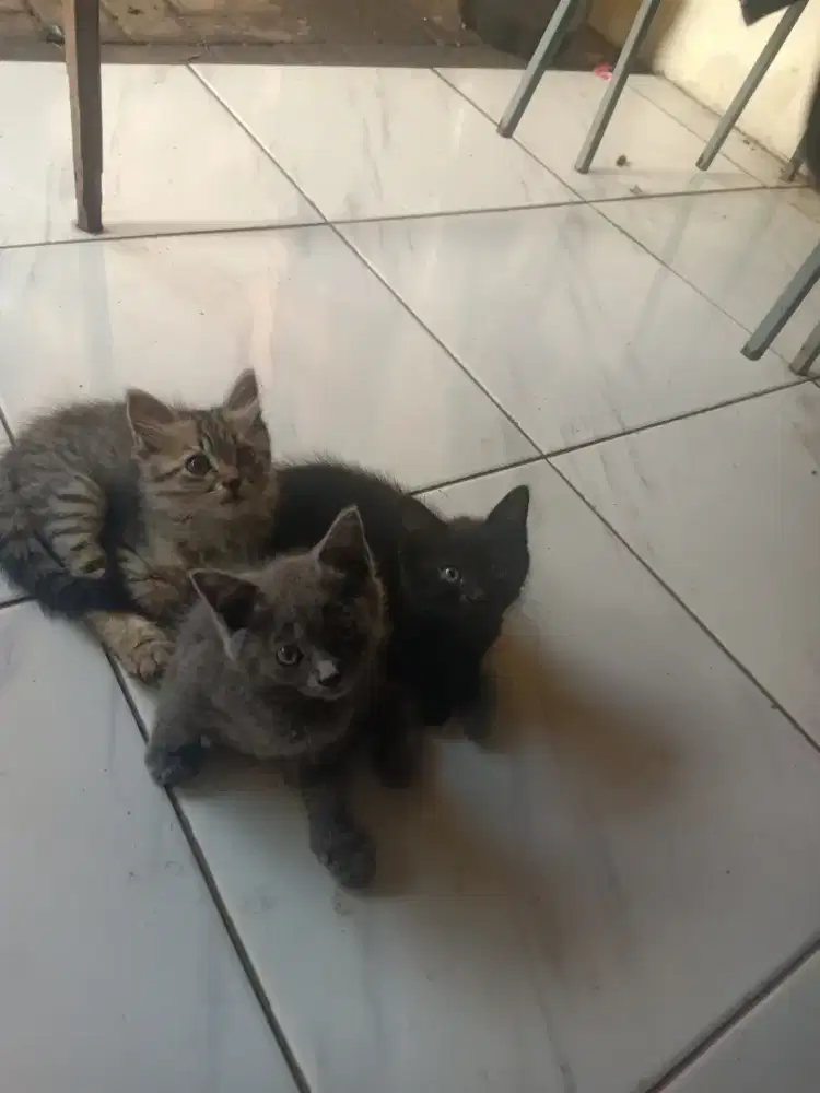 kucing kitten lepas adopt