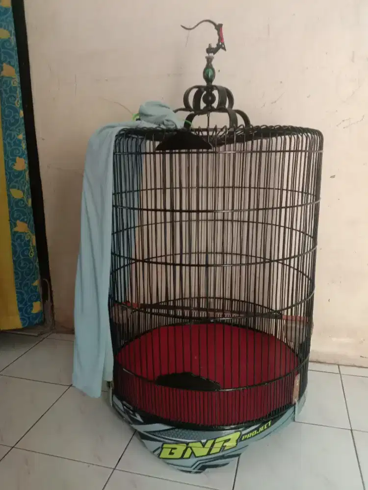 Kandang murai decal no 1 fulset 450 k pondok aren