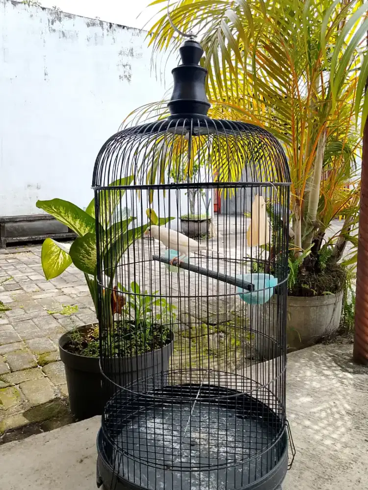 Kenari jantan putih gacor plus sangkar besi krodong