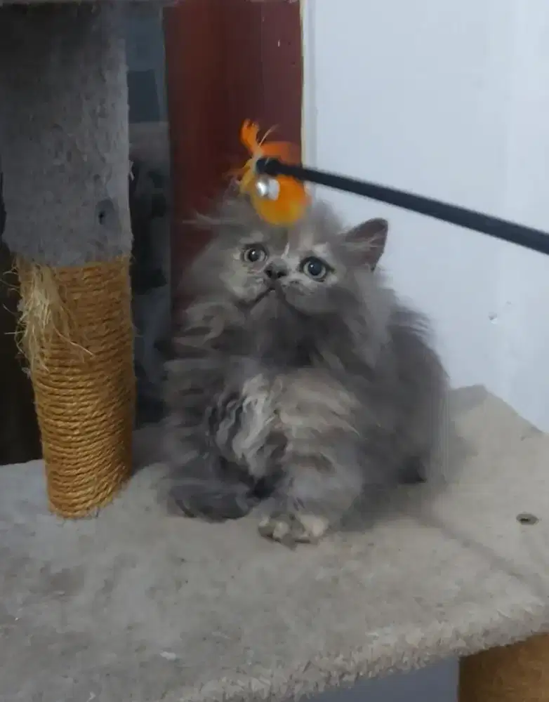 Munchkin British Female Line Ped