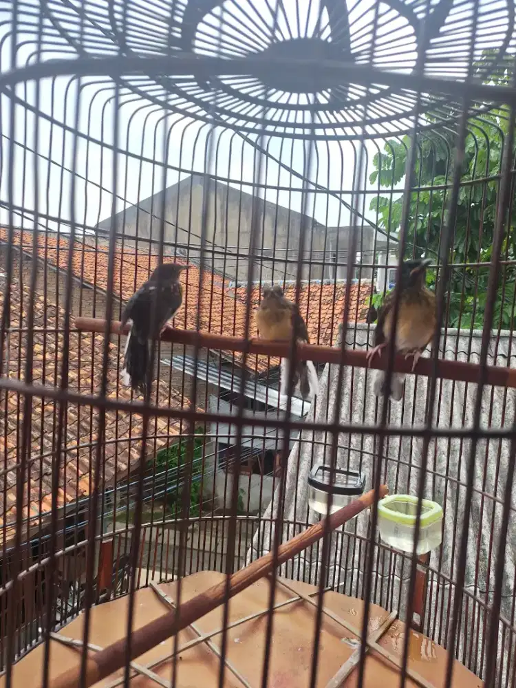 Murai trotolan mandiri