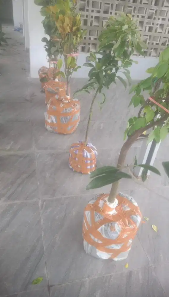 Part time job merawat tanaman tabulampot