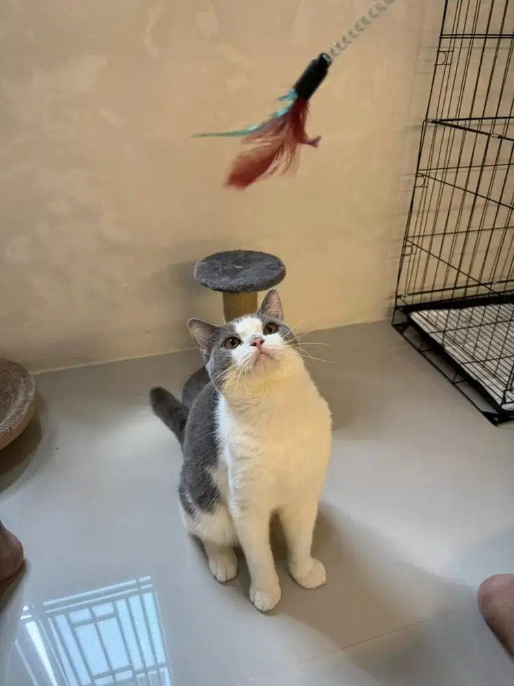 Edisi ngurangin momongan BSH Bicolour sepasang proven 1x