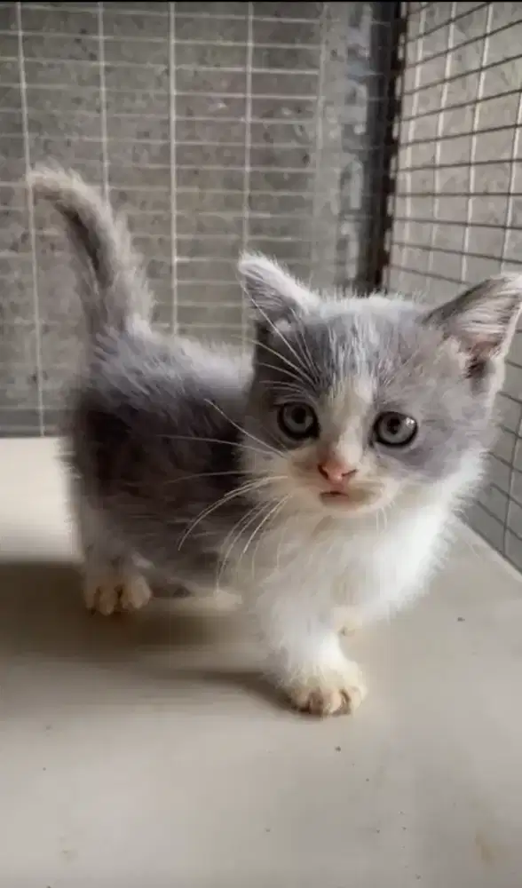 Munchkin BSH Bicolor Blue JANTAN KITTEN British Shorthair cebol