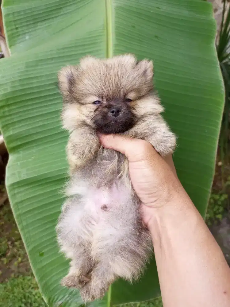 Puppy Mini pom Jantan