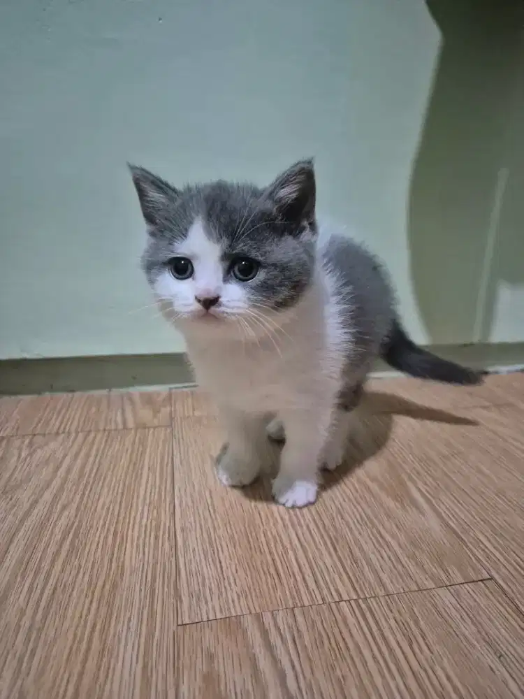 Open adop Kucing indukan BSH tulen dan BSH mix