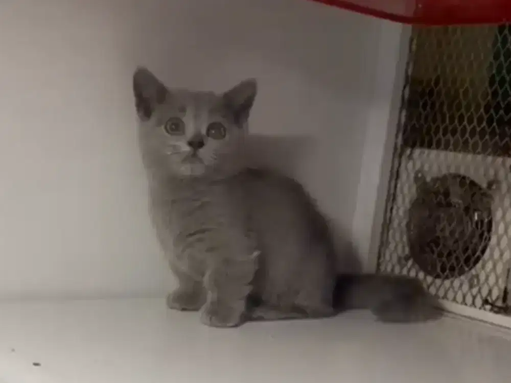 Munchkin BSH Blue Solid Betina Kitten British Shorthair Cebol