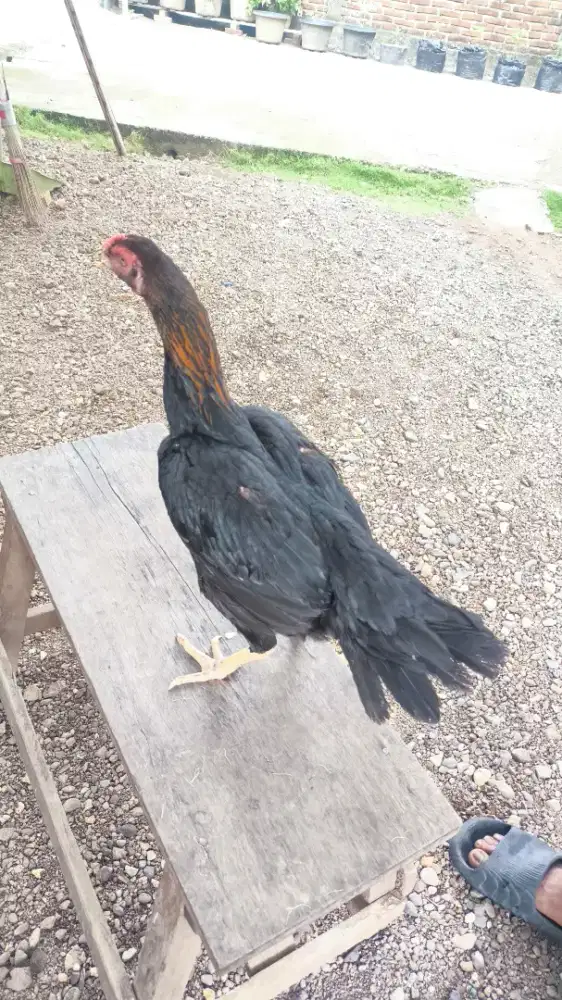 Induk ekor lidi babon