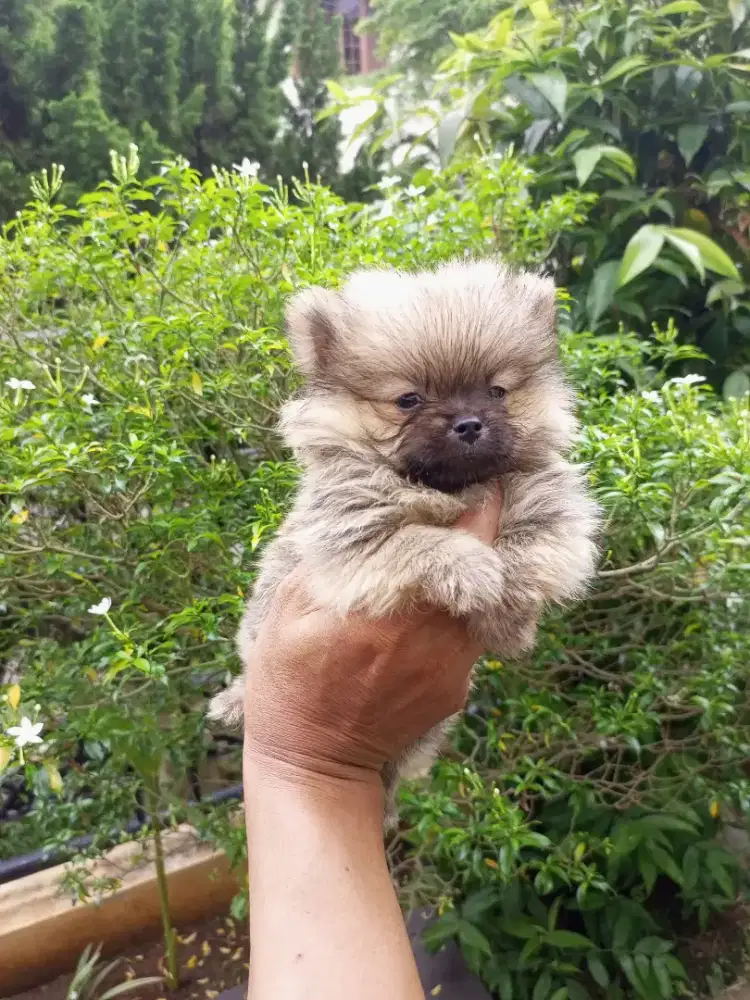Puppy Mini pom mungil