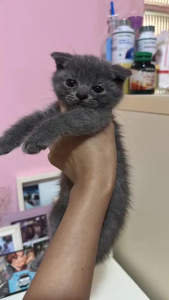 Kitten British Shorthair