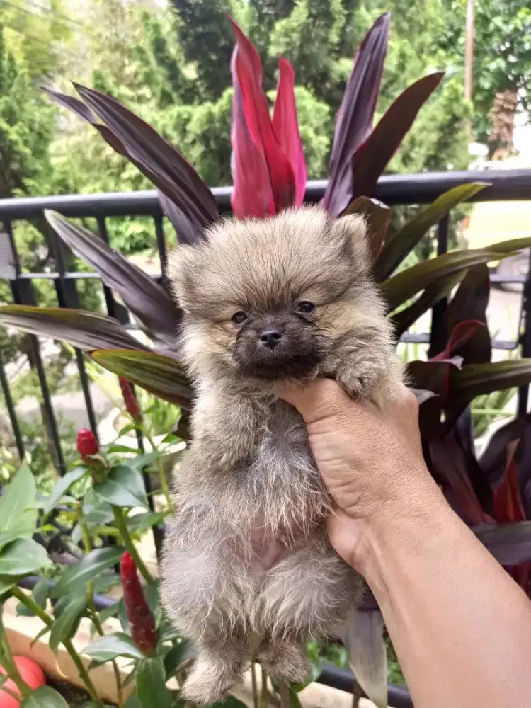 Puppy Mini pom mungil