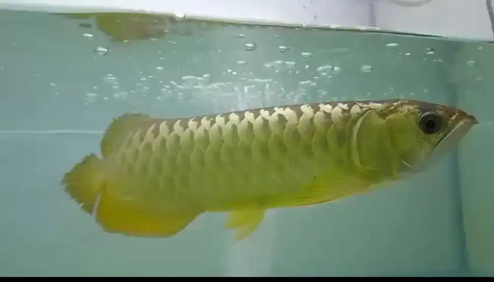 Arwana golden crossback 24k