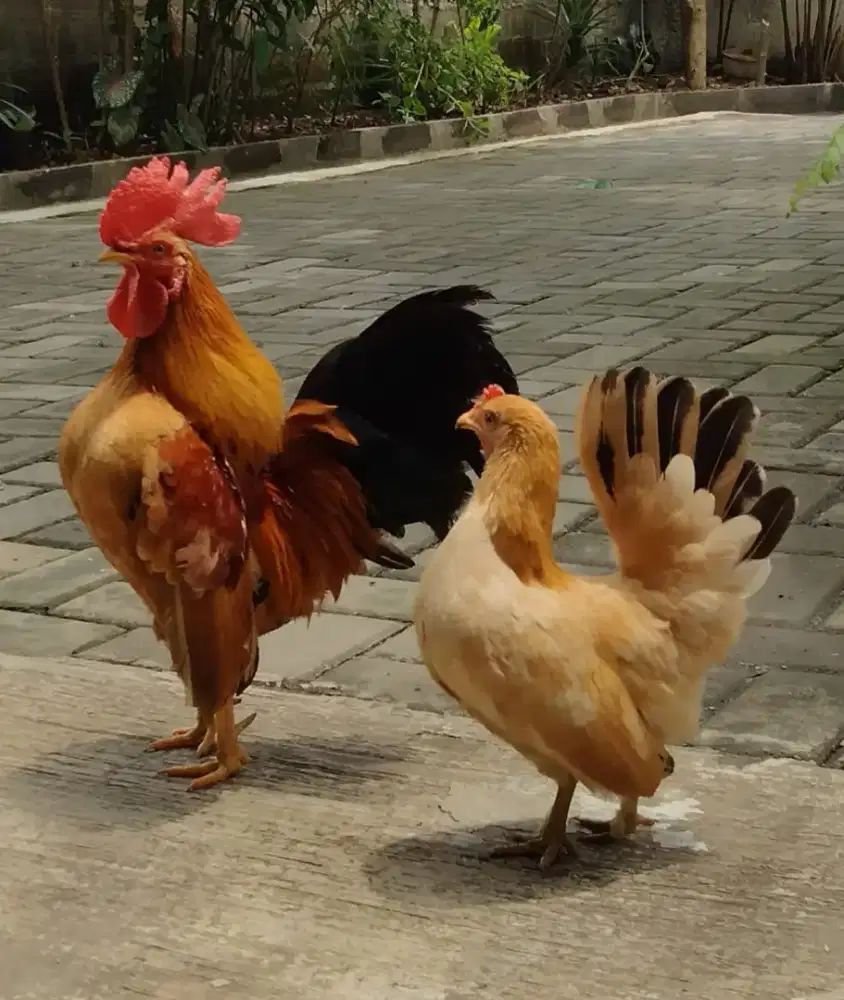 Dijual untuk yang hobby Ayam Kate blesteran bangkok 350 rb utk 3 ekor