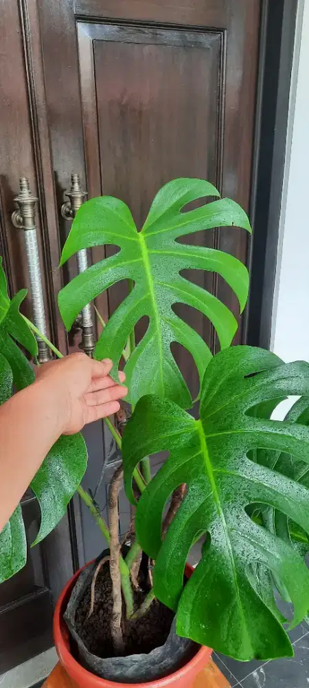 Monstera Deliciosa