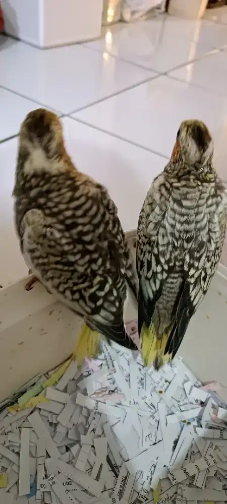 Anakan Falk tompel full batik