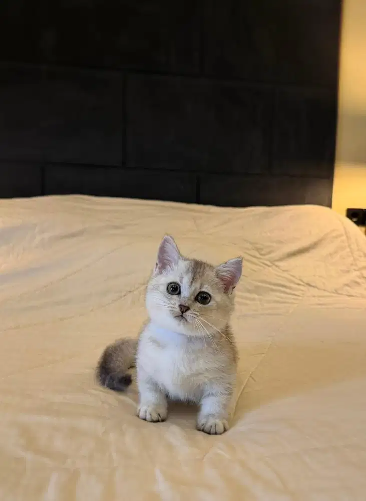 Munchkin British Shorthair Silver Shades MALE BSH SF