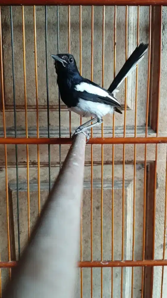 Ori kacer pocj jabar