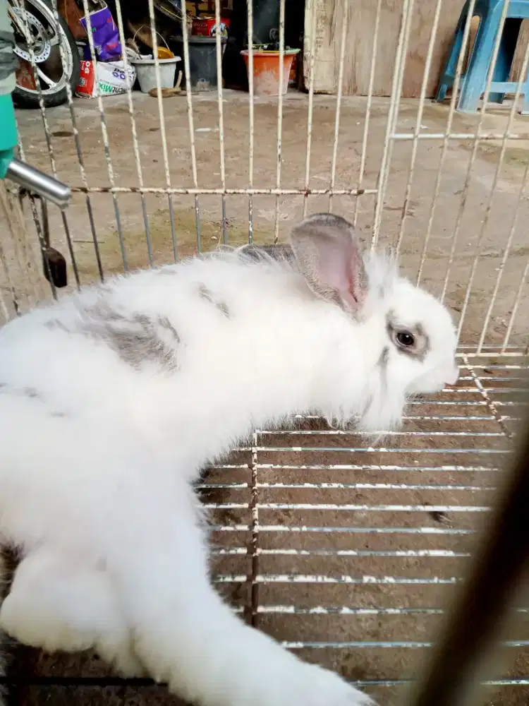 Kelinci dewasa anggora