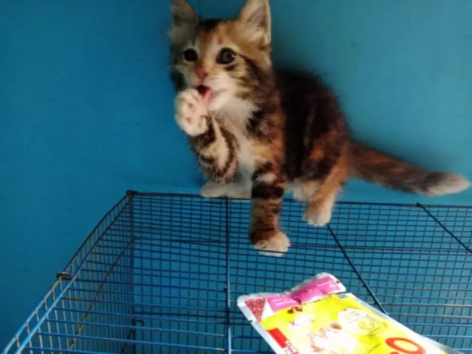 Kitten calico betina