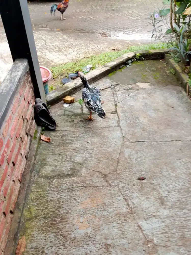 Di jual ayam bangkok