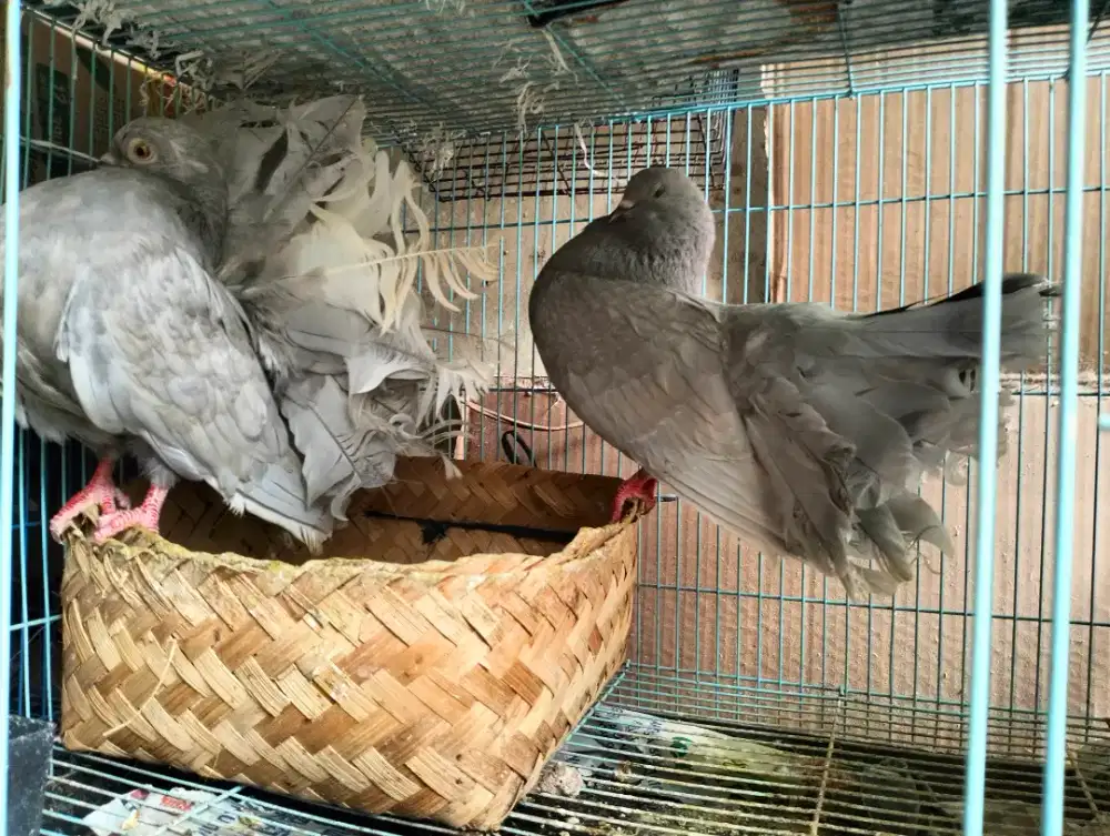 Merpati English Fantail Warna Silver Sepasang