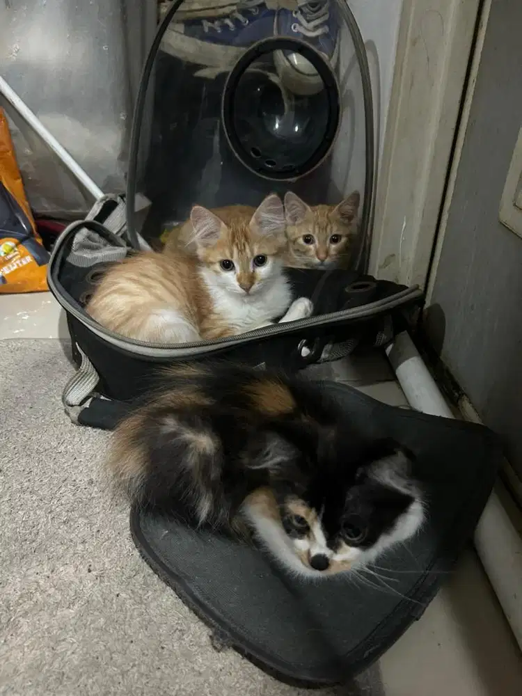 Kitten 3 bulan ada 3 ekor