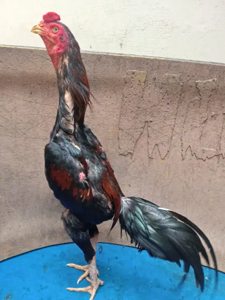 Ayam Bangkok Sola aman umur 9-10 bulan