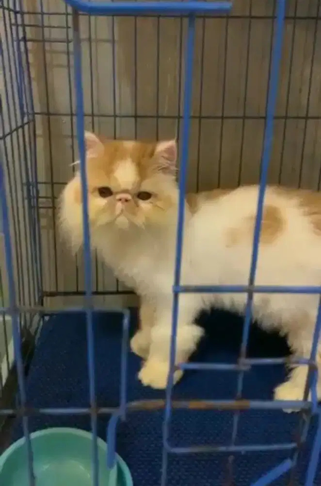 Lepas adopt peaknose