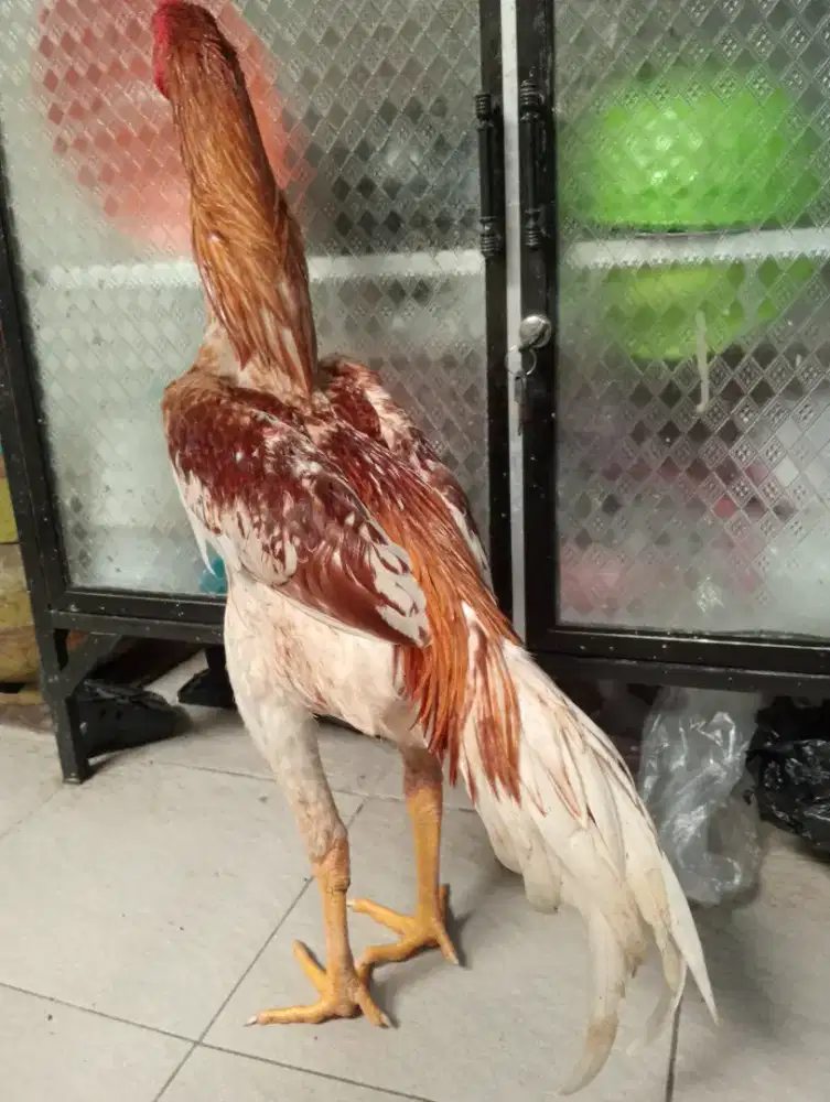 Ayam Bangkok silangan plucker umur 6-7 bln